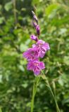 Gladiolus imbricatus