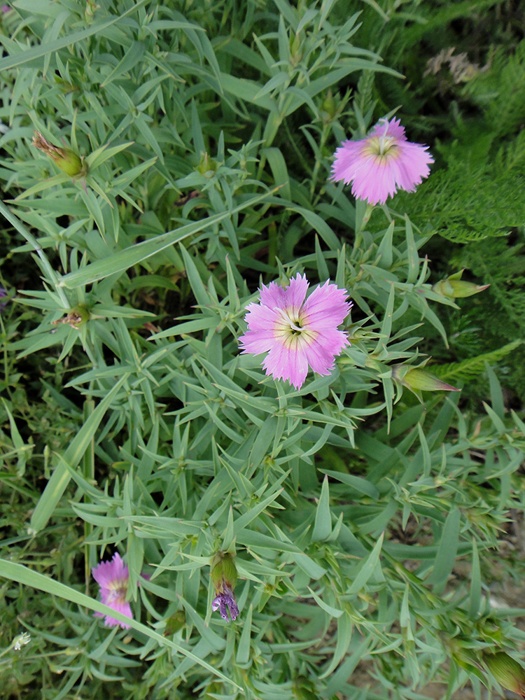 Изображение особи Dianthus repens.