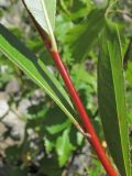 Salix pentandrifolia