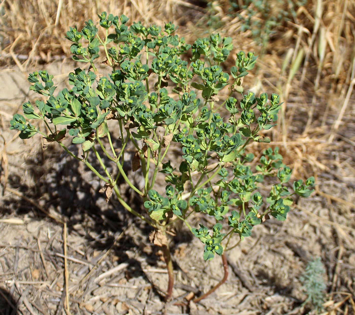 Image of genus Euphorbia specimen.