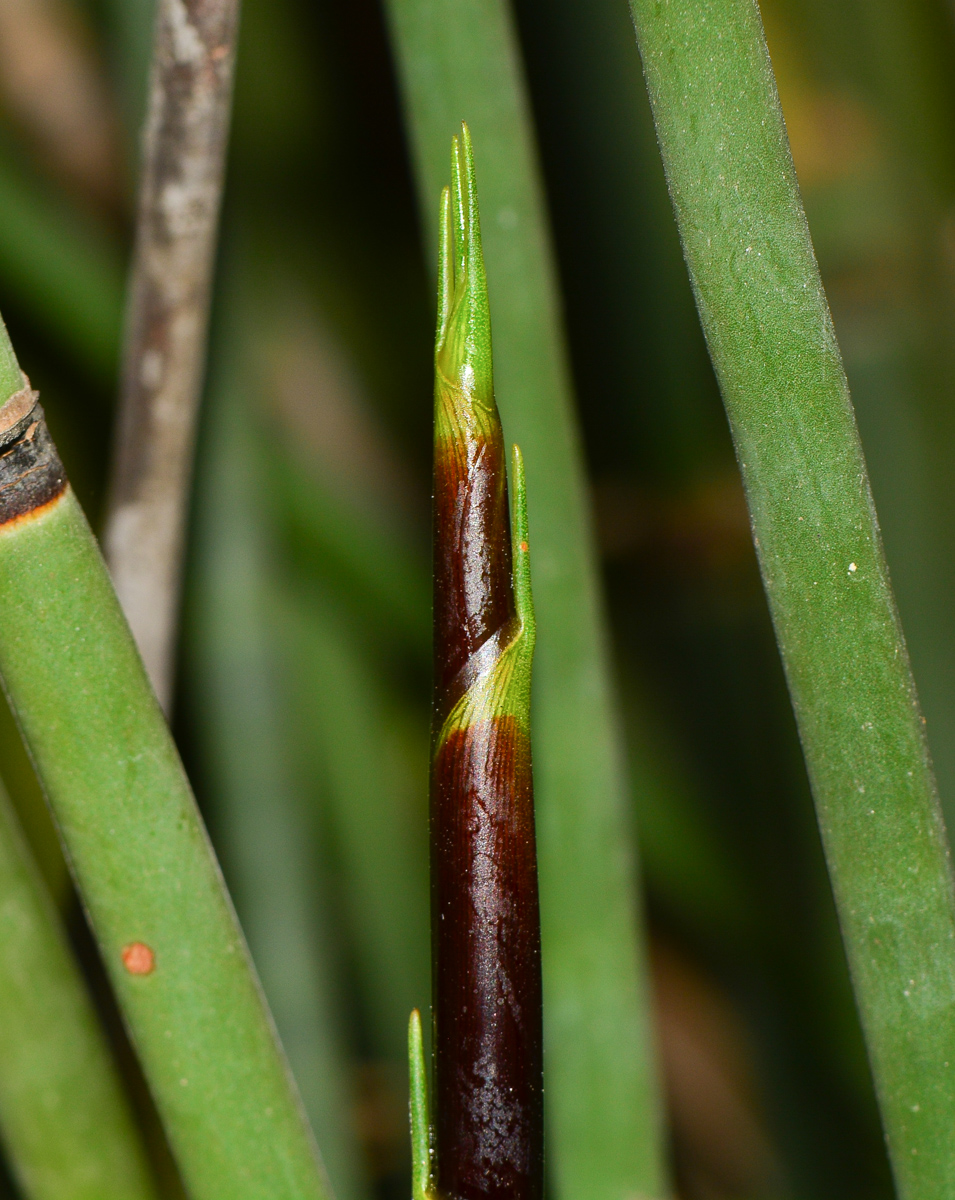 Изображение особи Elegia tectorum.