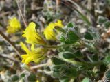 Medicago rigidula