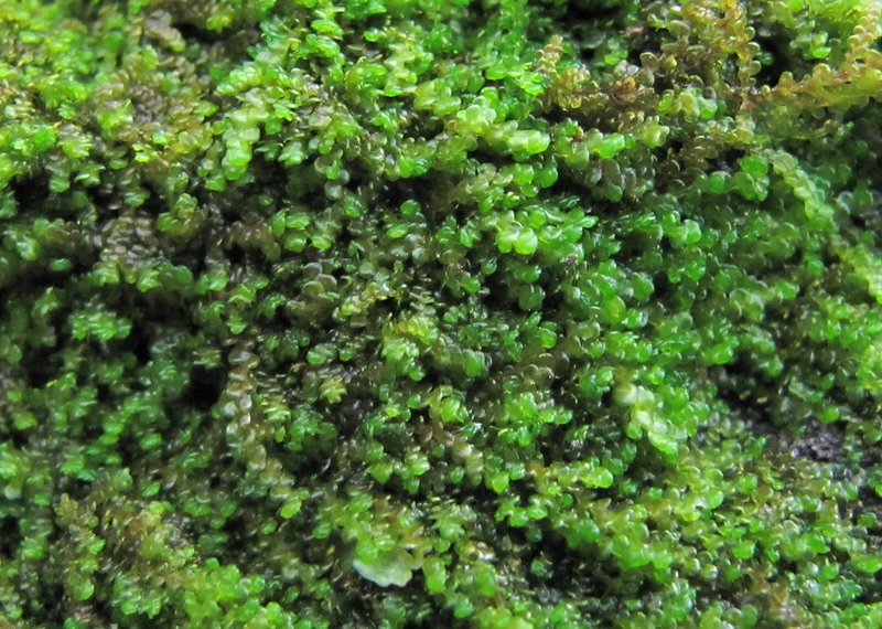 Image of genus Frullania specimen.
