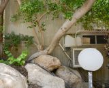 Ficus deltoidea