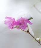 Rhododendron ledebourii