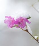 Rhododendron ledebourii. Верхушка веточки с цветками. Республика Алтай, Шебалинский р-н, окр. с. Камлак, правый борт долины р. Сема, надпойменная терраса, сосновый лес. 03.05.2017.