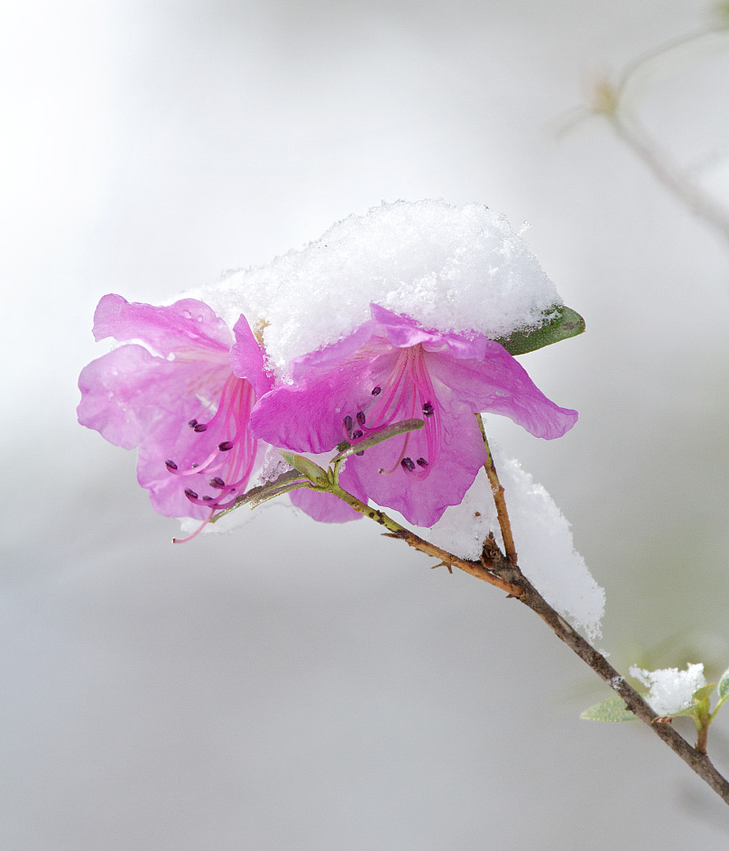 Изображение особи Rhododendron ledebourii.