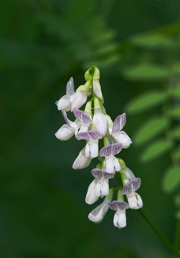 Image of Vicia sylvatica specimen.