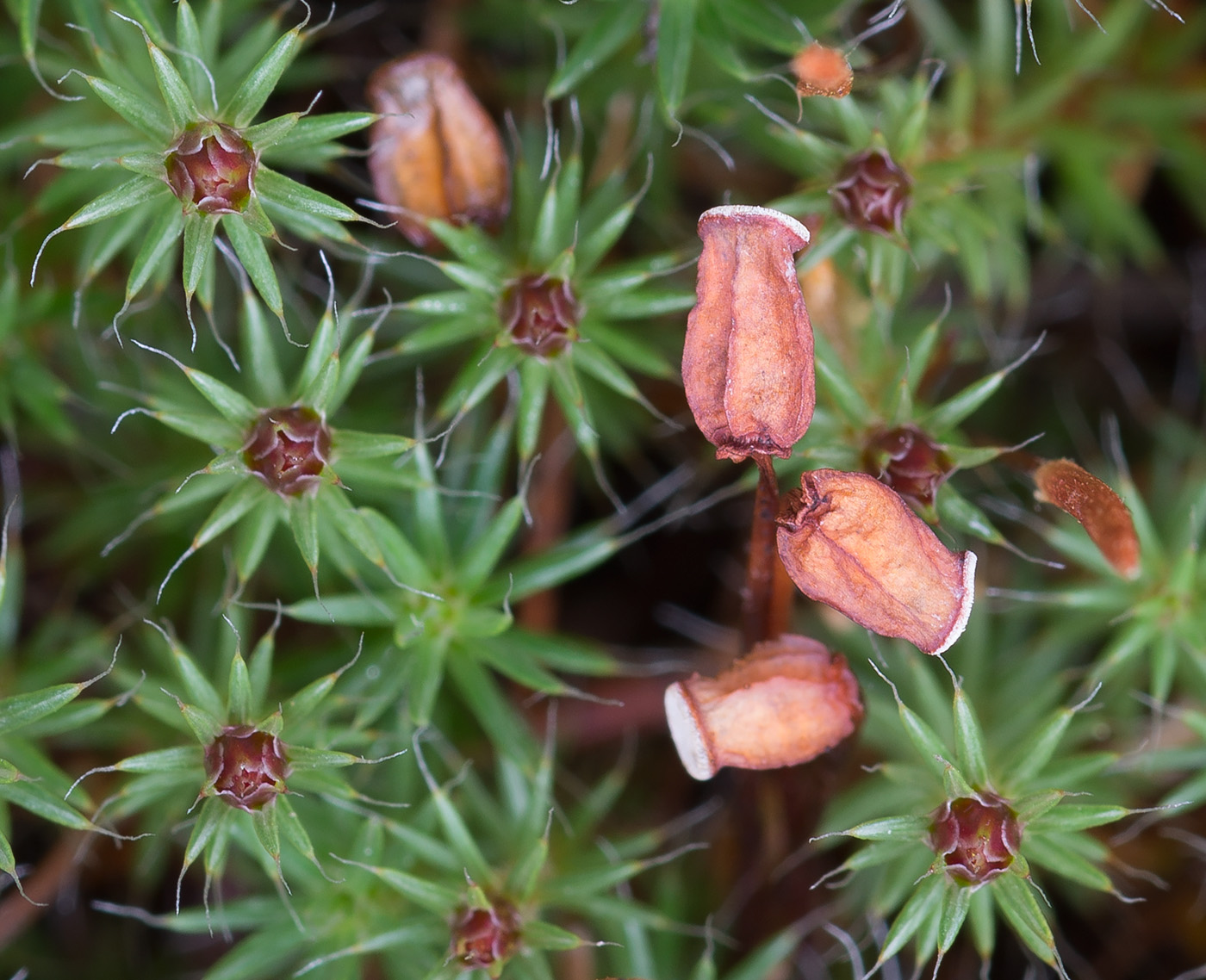 Image of Polytrichum piliferum specimen.