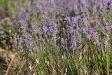 Lavandula angustifolia. Верхушки побегов с соцветиями. Крым, Бахчисарайский р-н, окр. с. Тургеневка, плантация лаванды. 21 июня 2016 г.