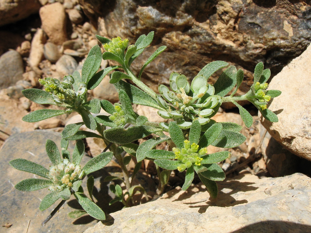 Изображение особи Alyssum szovitsianum.