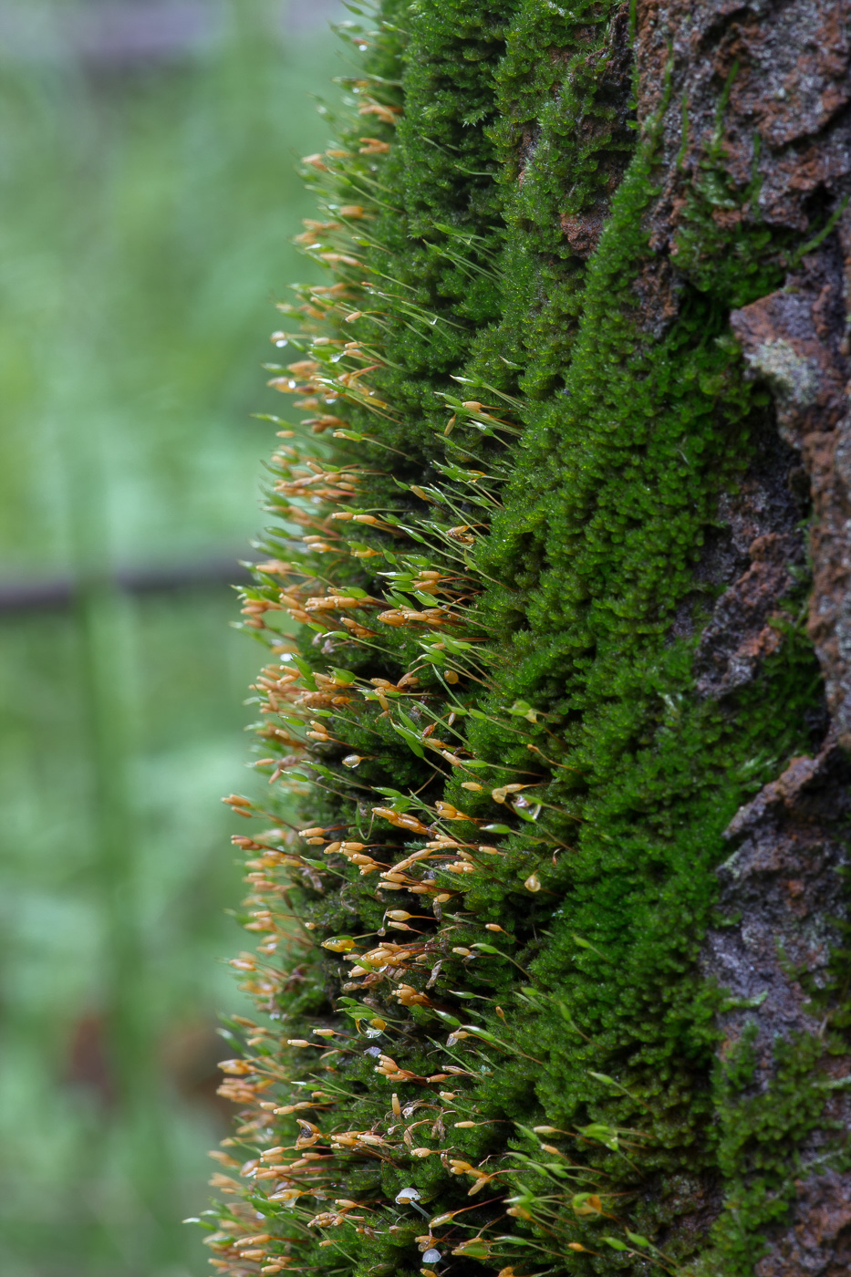 Image of Pylaisia polyantha specimen.