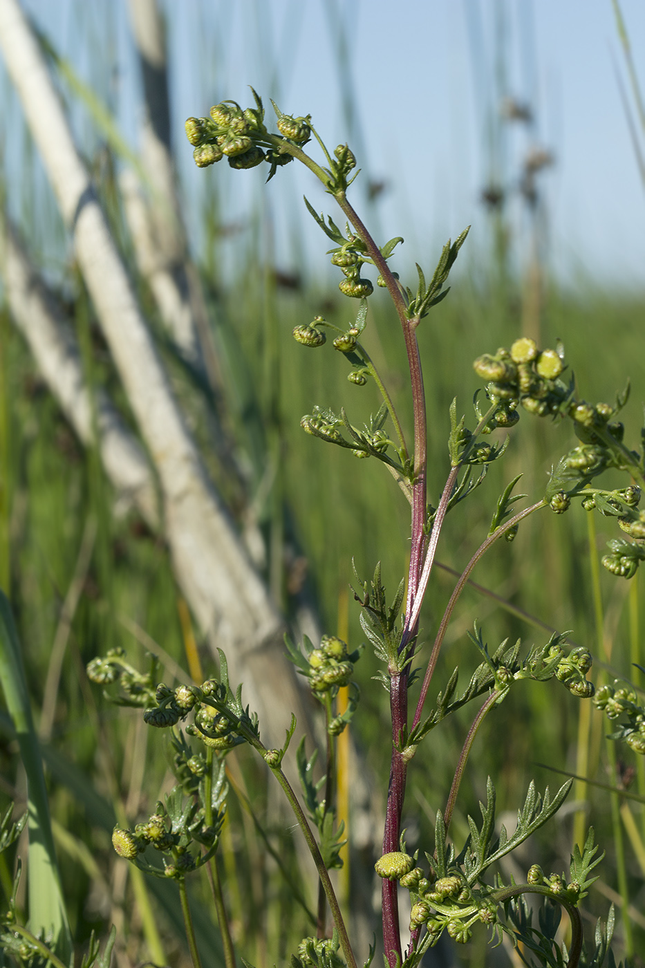 Изображение особи Artemisia arctica.