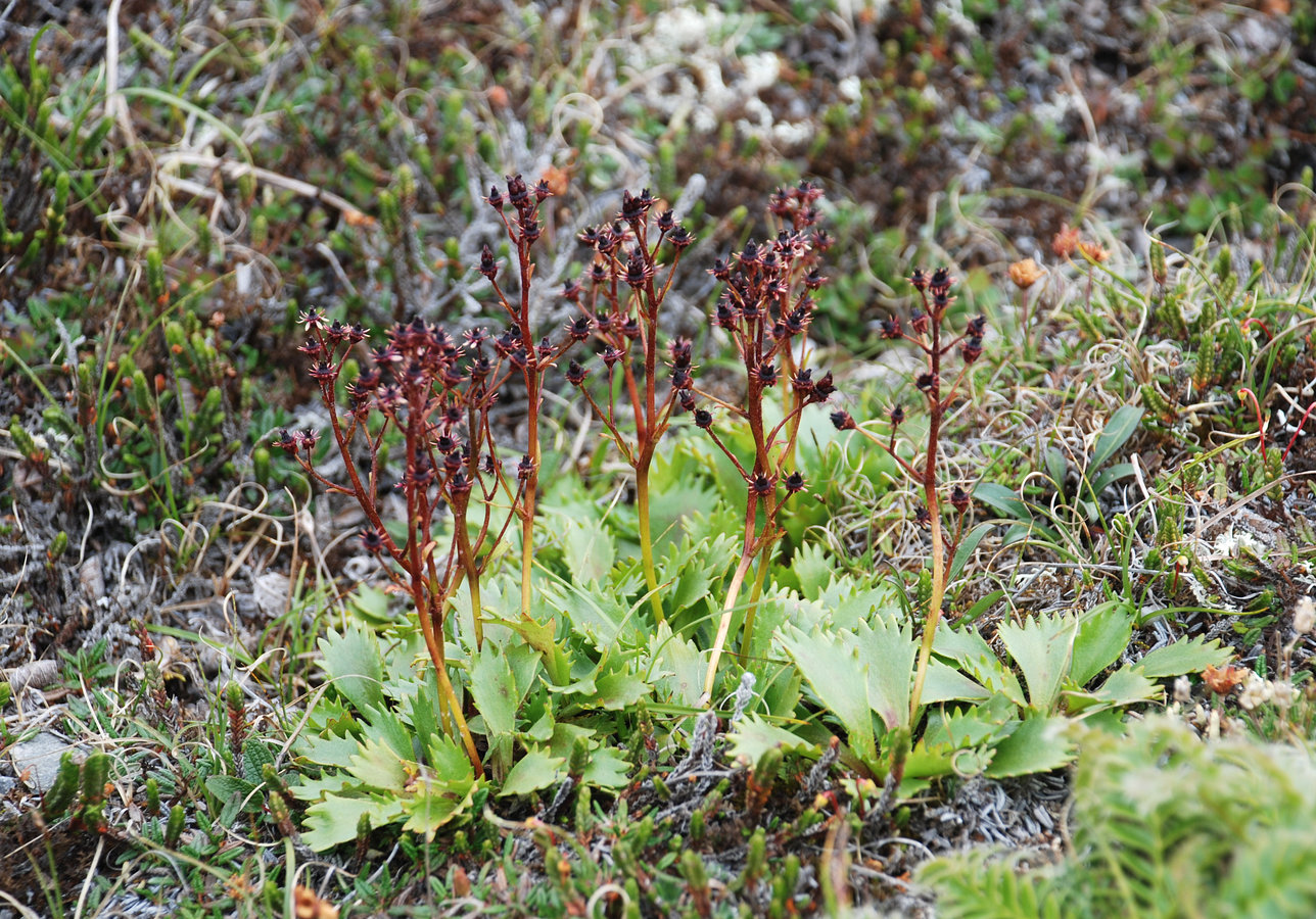 Image of Micranthes calycina specimen.