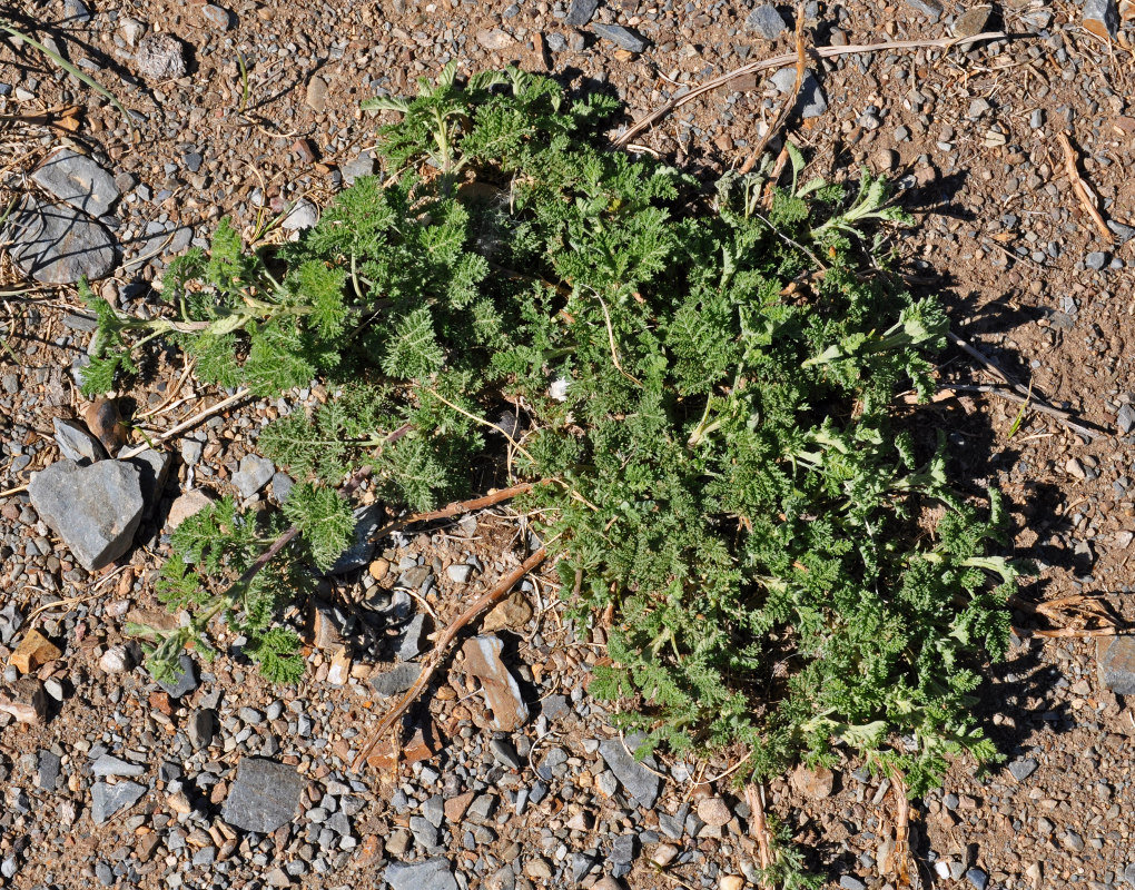 Image of genus Artemisia specimen.