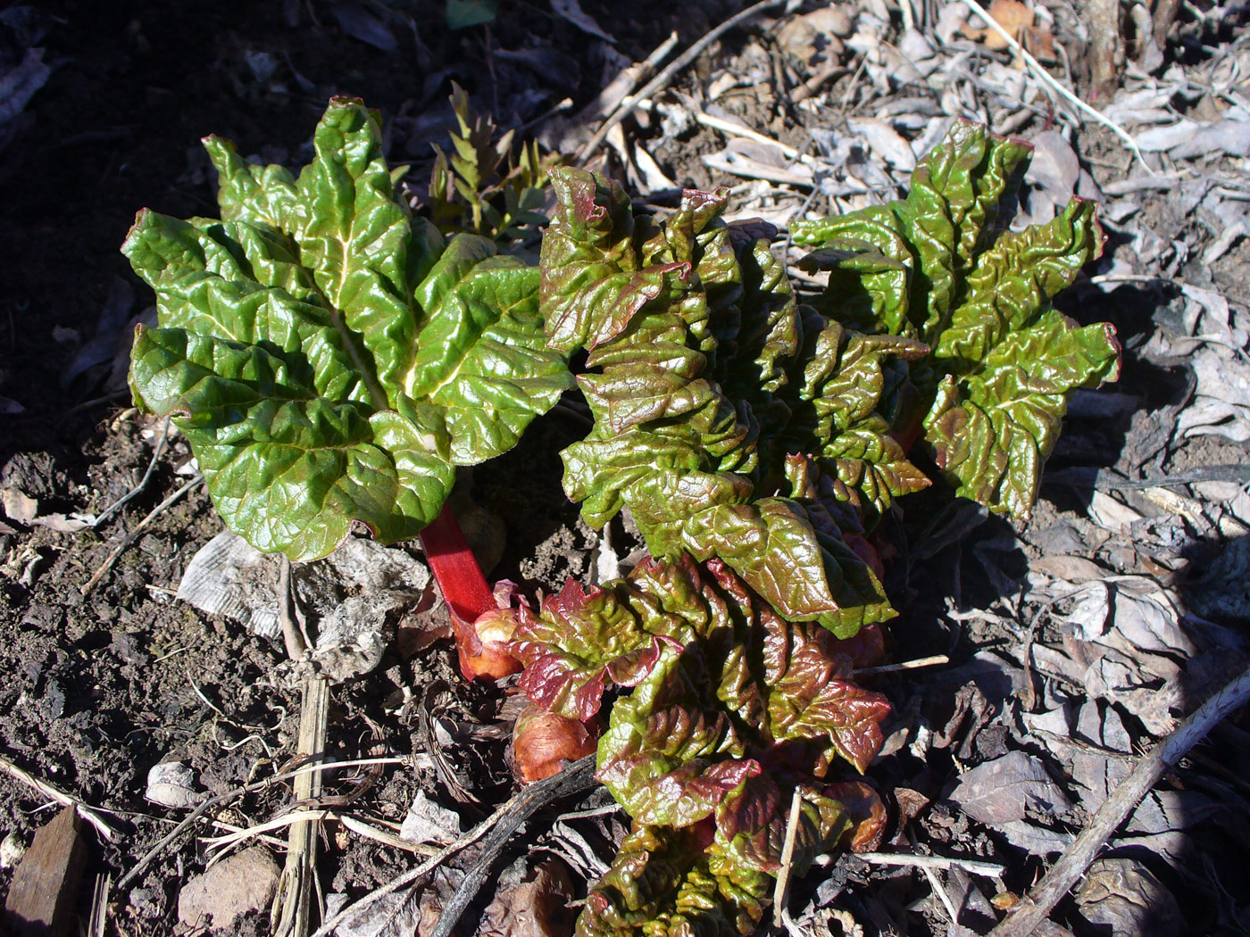 Изображение особи Rheum rhabarbarum.