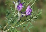 Astragalus suffruticosus. Верхушка побега с соцветием. Якутия, окр. с. Ст. Табага, склон сопки. 14.06.2016.