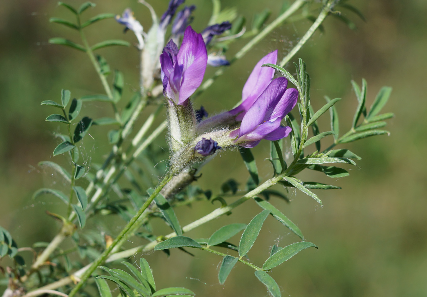 Изображение особи Astragalus suffruticosus.