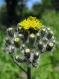 genus Pilosella