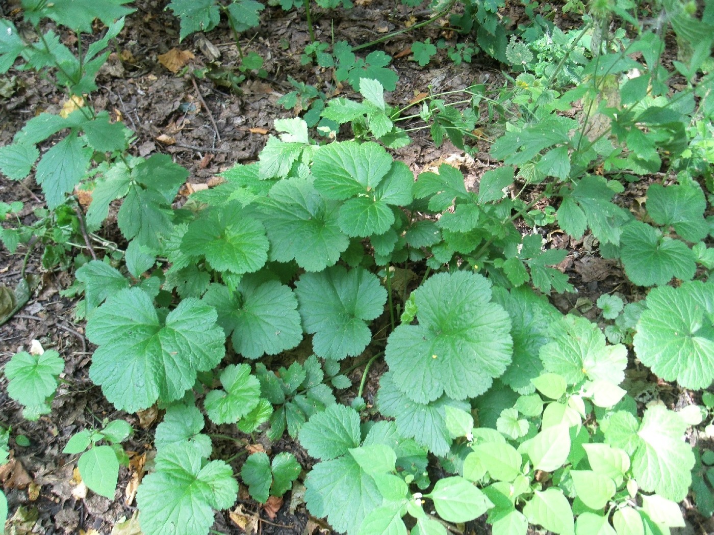 Image of Geum urbanum specimen.