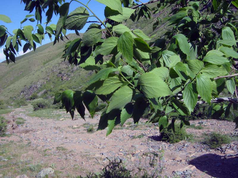 Изображение особи Celtis caucasica.