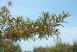 Hippophae rhamnoides