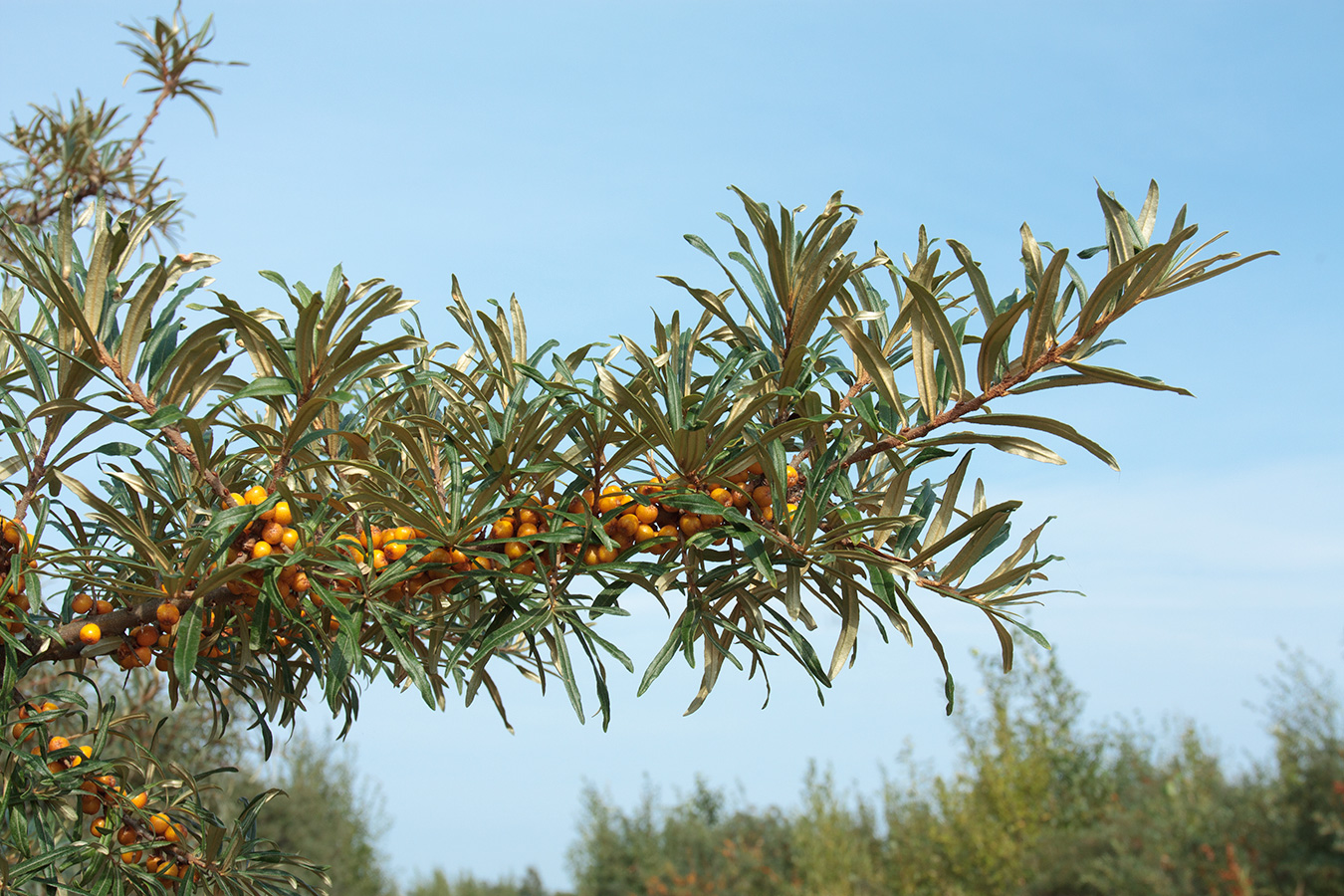 Изображение особи Hippophae rhamnoides.