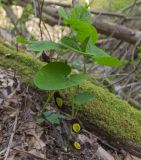 Aristolochia steupii