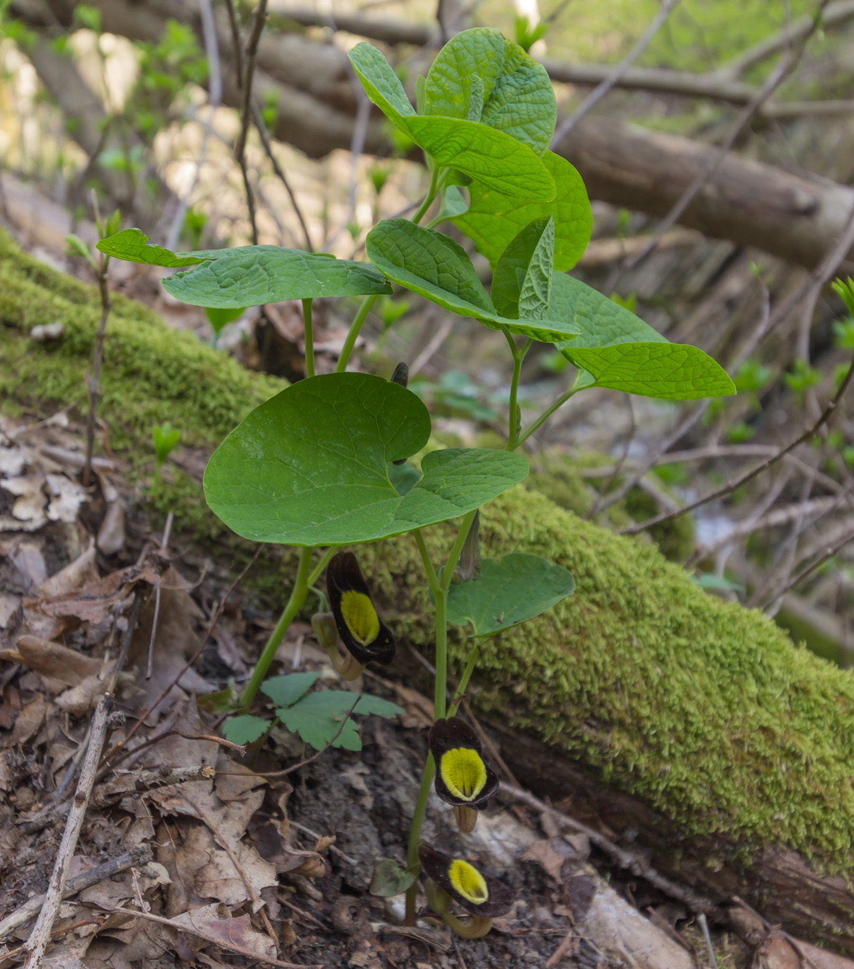 Изображение особи Aristolochia steupii.