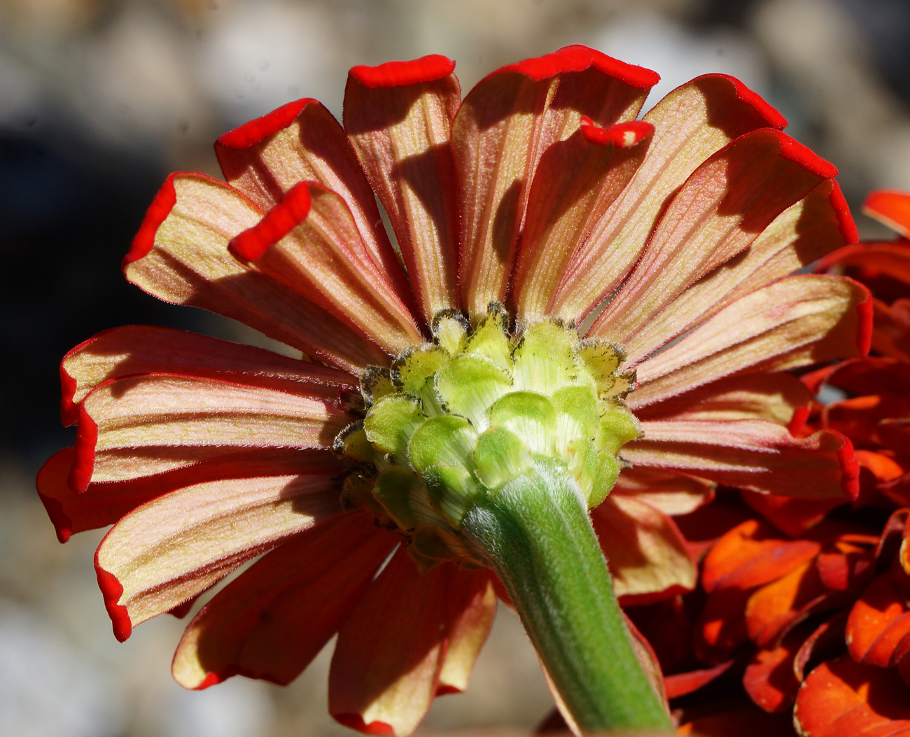 Изображение особи Zinnia elegans.