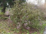 Rhododendron ledebourii