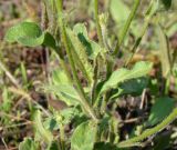 род Crepis. Средняя часть растения. Краснодарский край, г. Усть-Лабинск, пустырь. 01.10.2016.