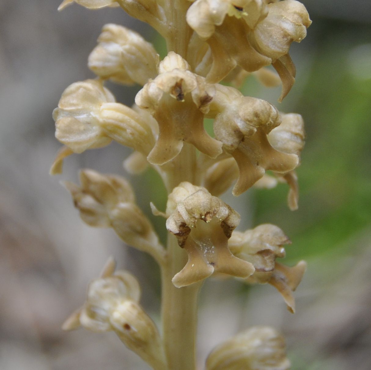 Image of Neottia nidus-avis specimen.