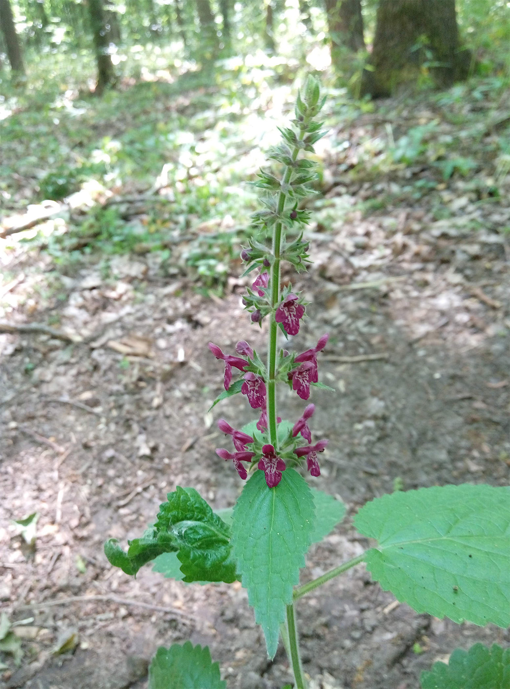 Изображение особи Stachys sylvatica.