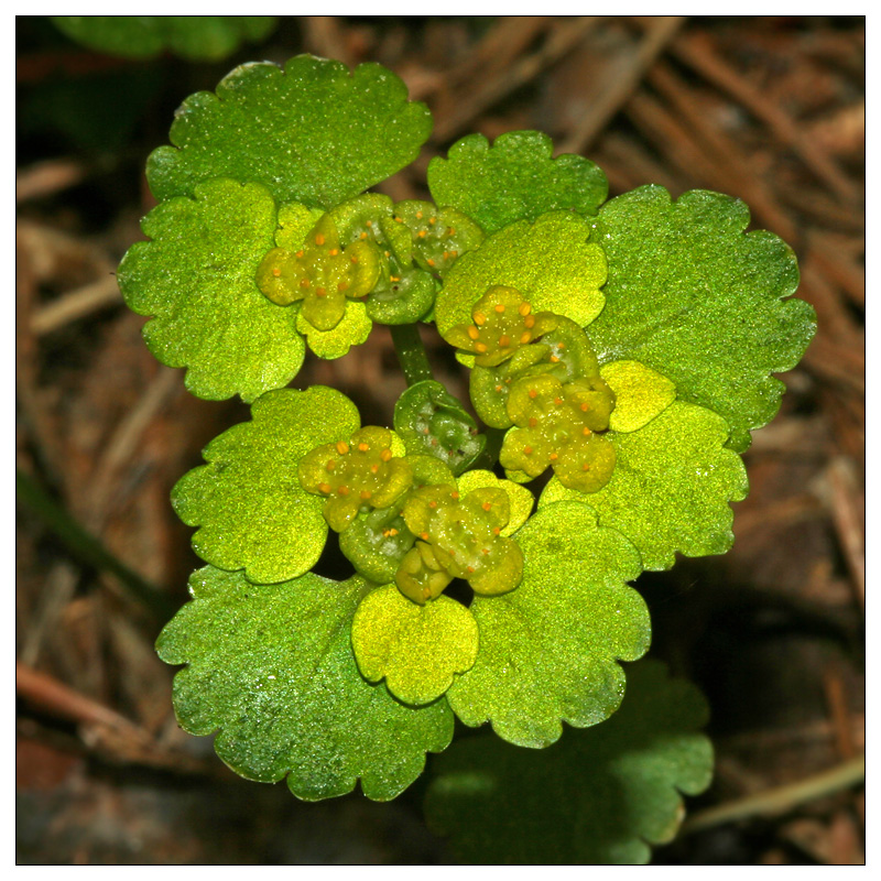 Image of Chrysosplenium alternifolium specimen.