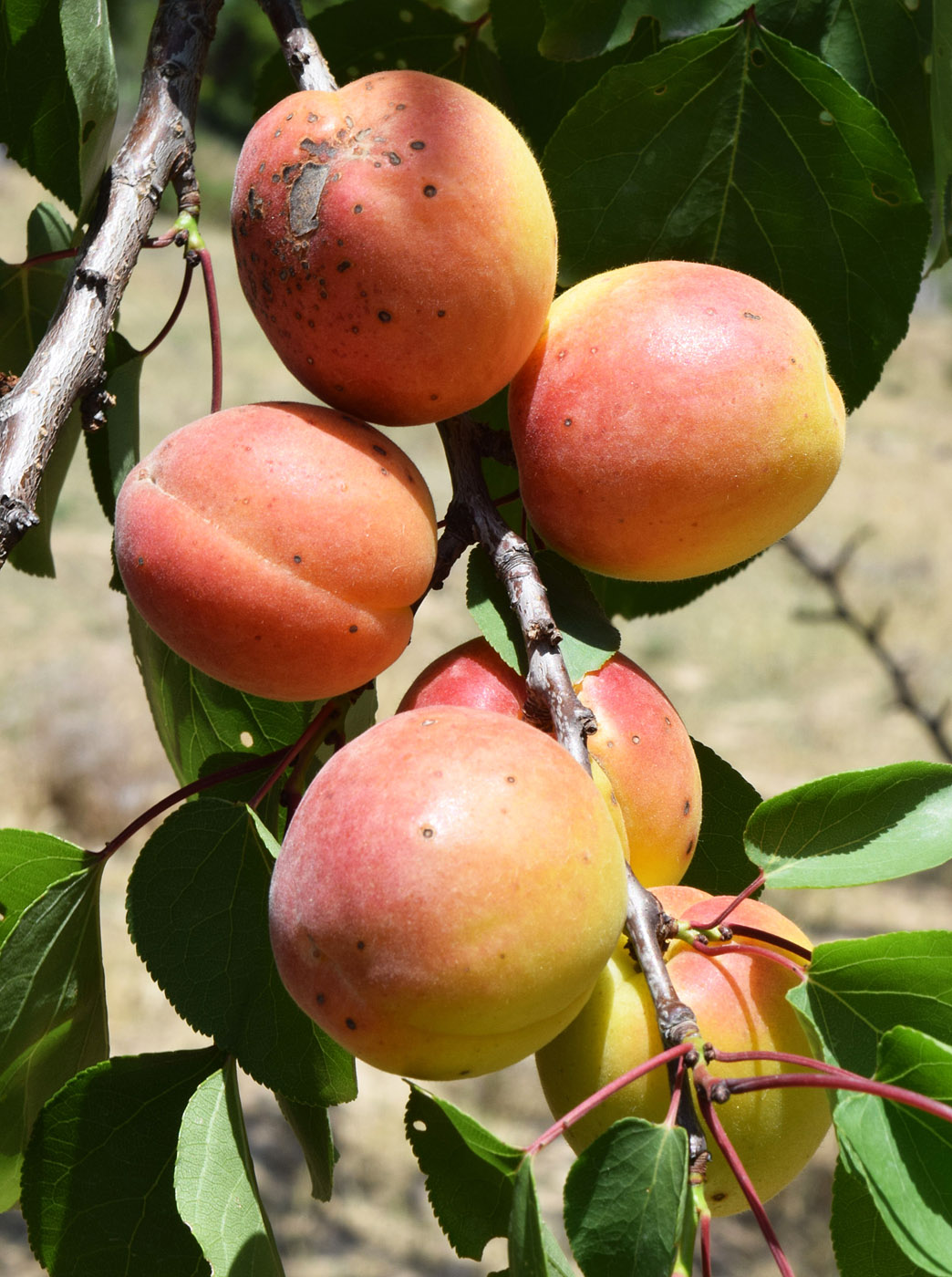 Изображение особи Armeniaca vulgaris.