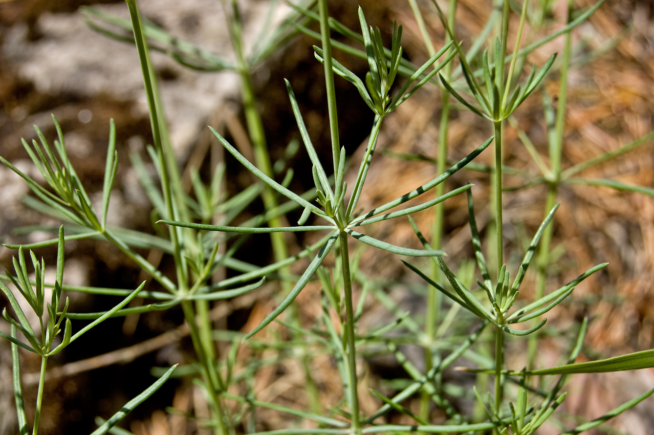Image of Galium octonarium specimen.
