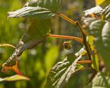 Actinidia kolomikta