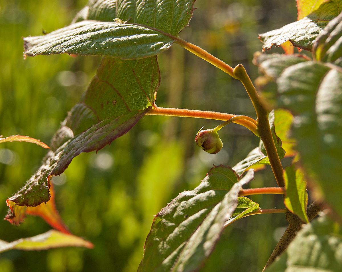 Изображение особи Actinidia kolomikta.