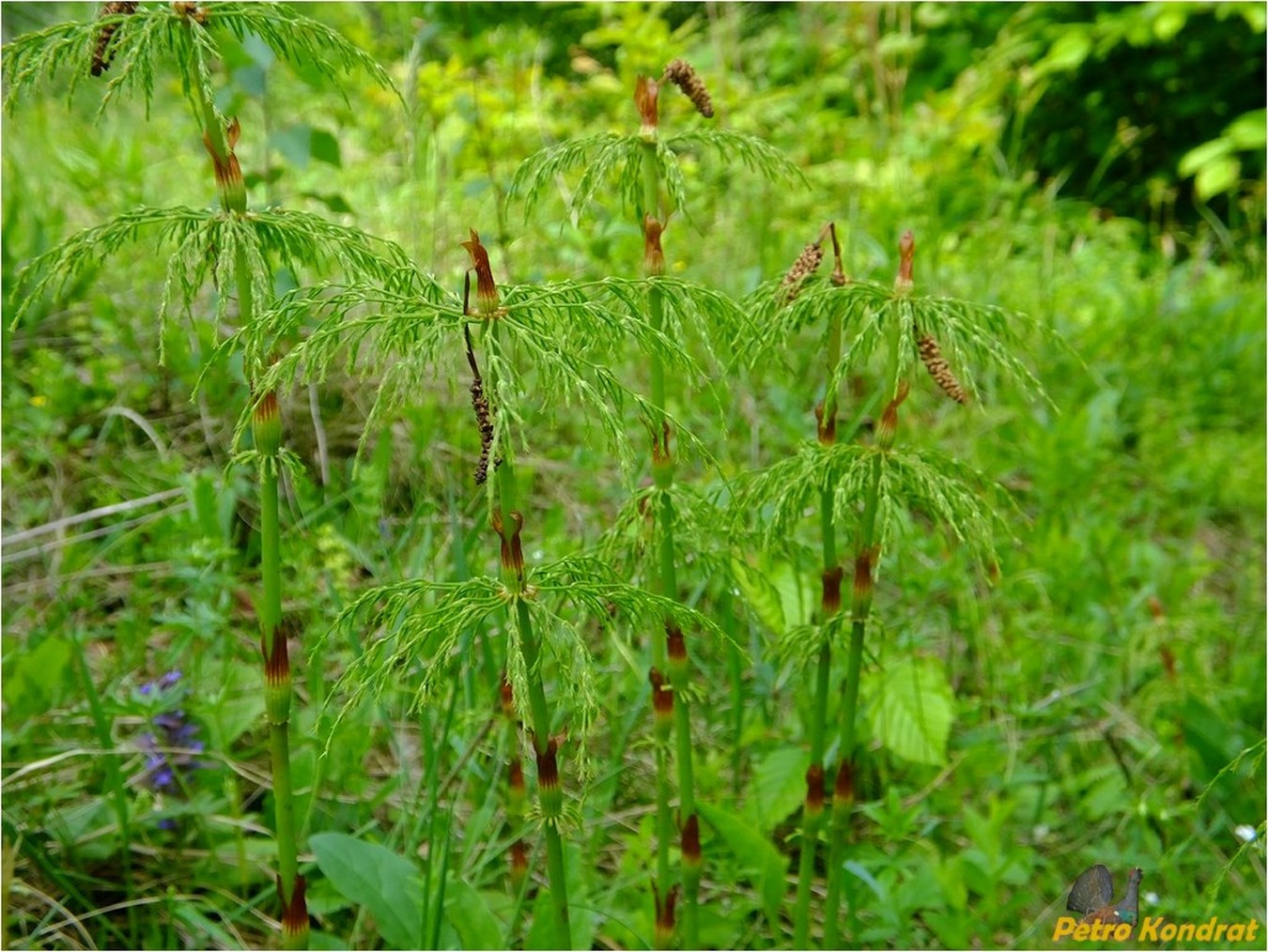 Изображение особи Equisetum sylvaticum.