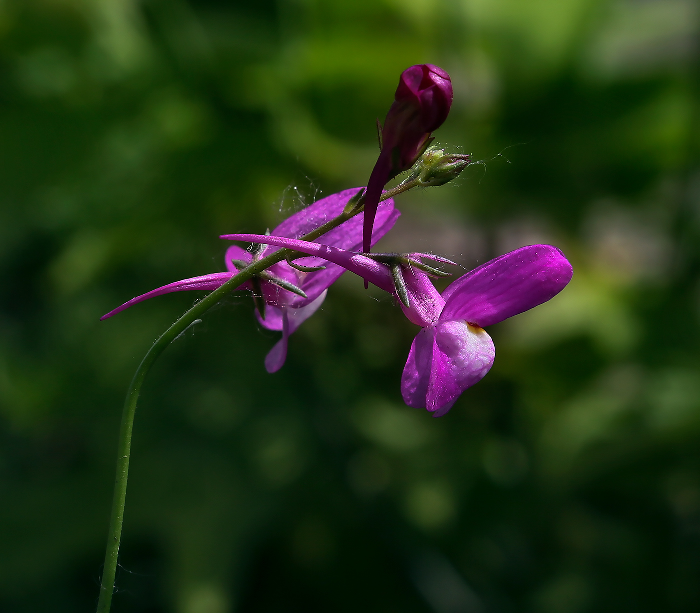 Изображение особи Linaria incarnata.