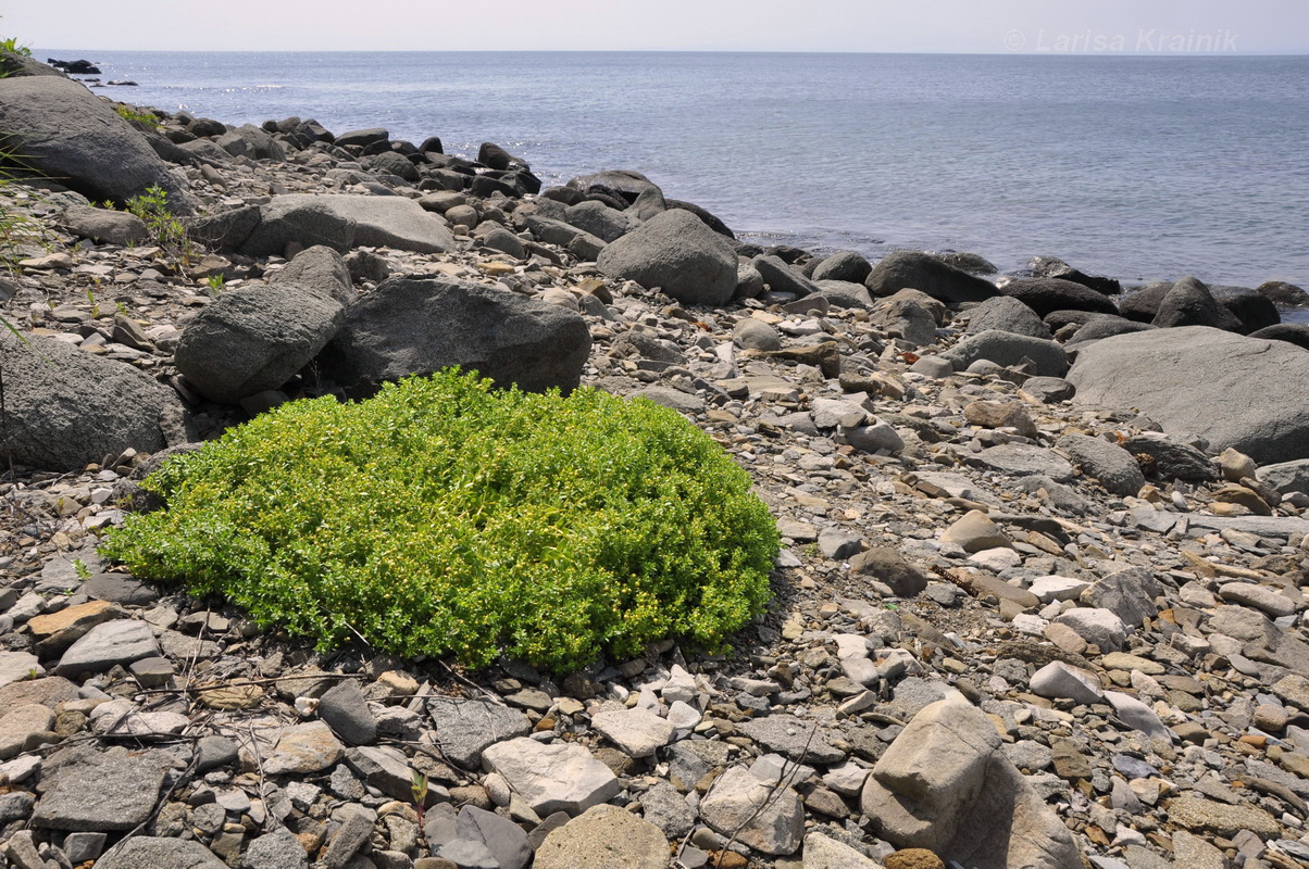 Image of Honckenya peploides ssp. major specimen.