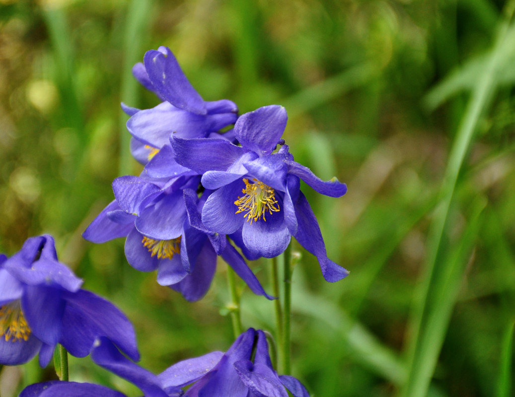 Изображение особи род Aquilegia.