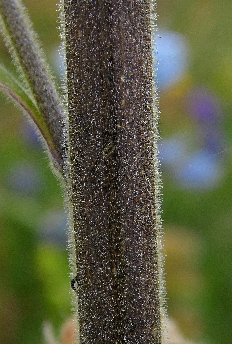 Изображение особи Delphinium speciosum.