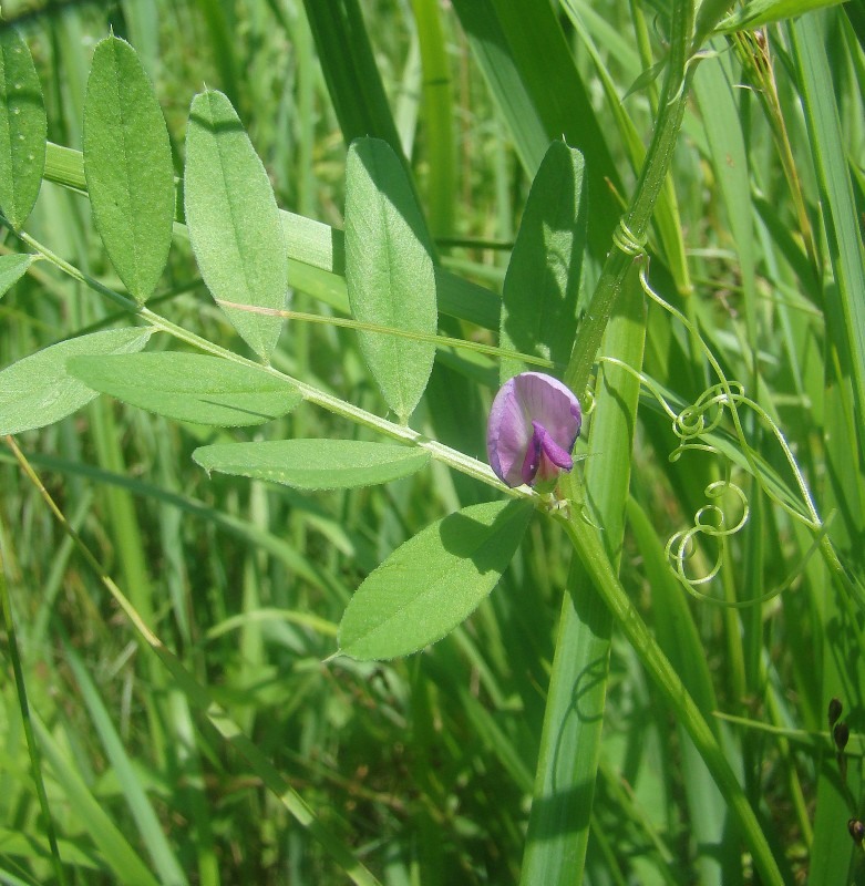 Изображение особи Vicia sativa.