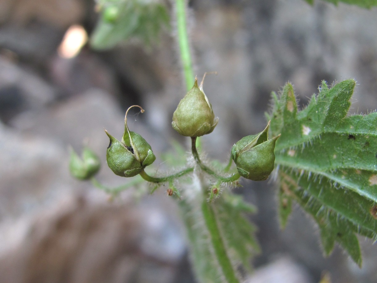 Image of Scrophularia divaricata specimen.