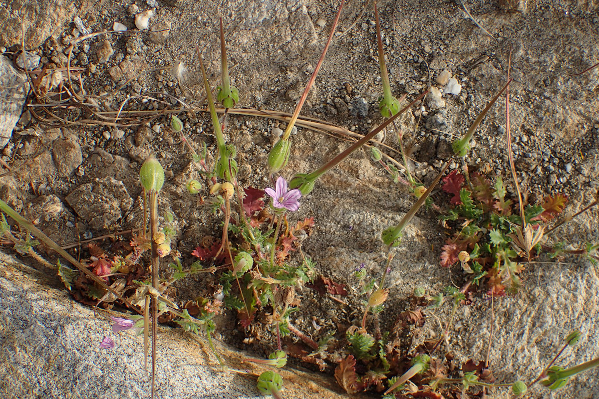 Изображение особи Erodium botrys.