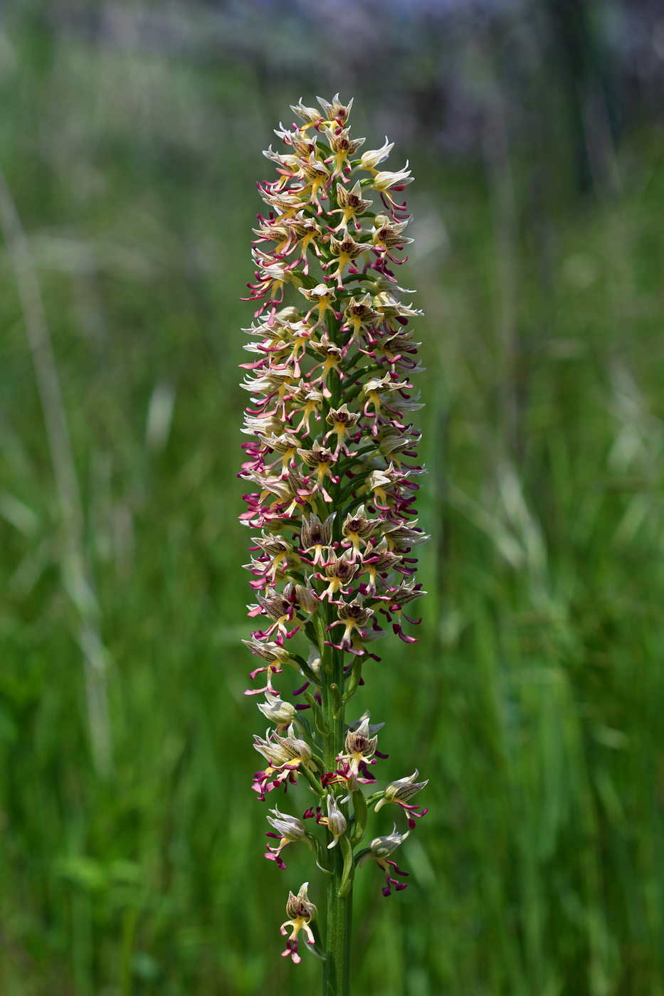 Image of Orchis &times; calliantha specimen.