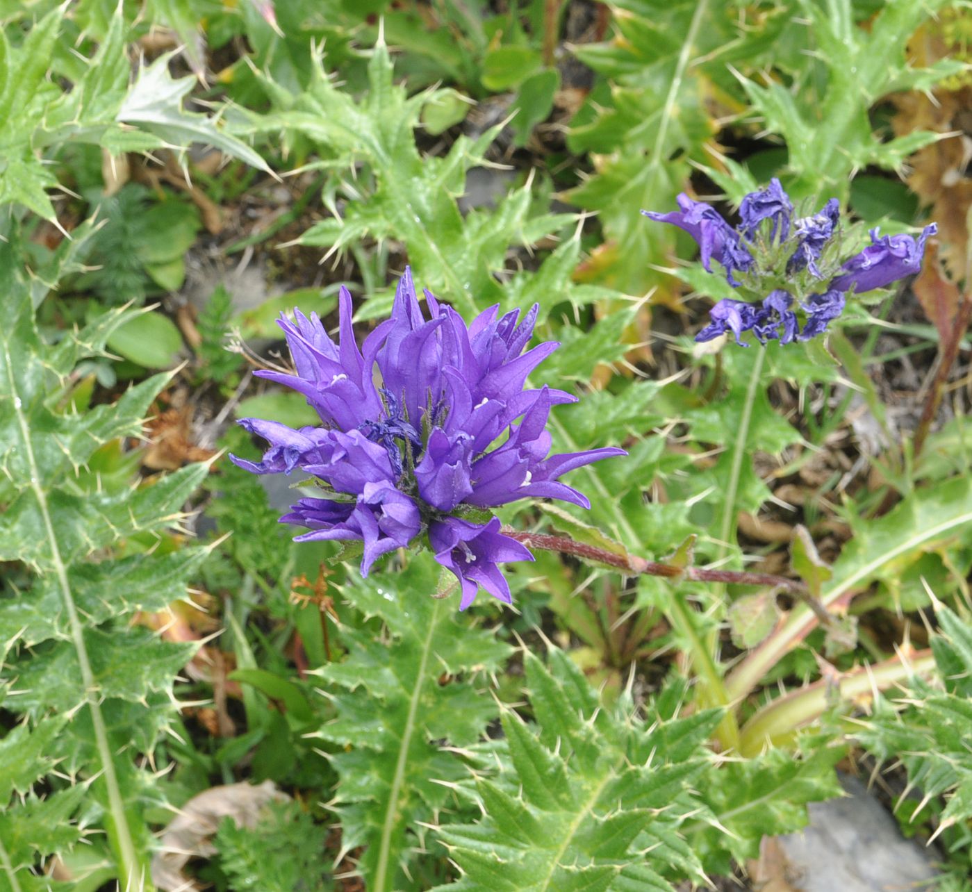 Изображение особи Campanula trautvetteri.