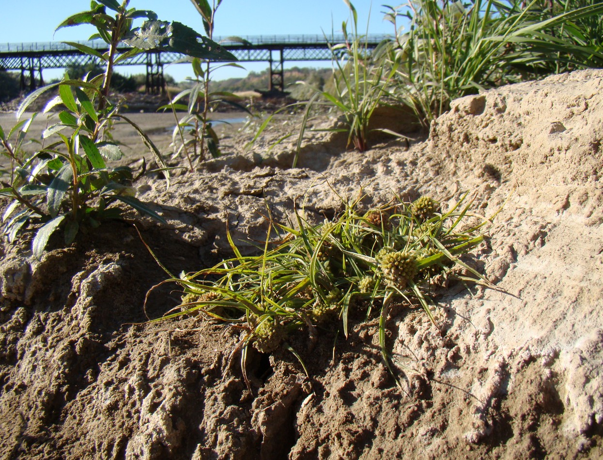 Image of Cyperus michelianus specimen.